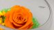 orange rose 1