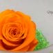 orange rose 1