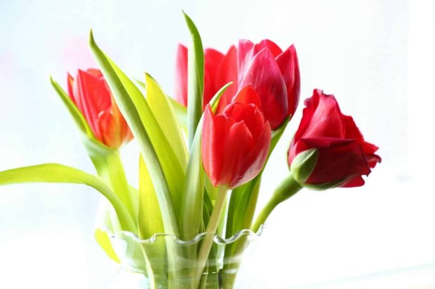 tulipanes en el salvador