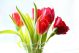 tulipanes en el salvador