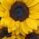 Love in yellow - Rosas amarillas en el salvador - Melany flower Shop