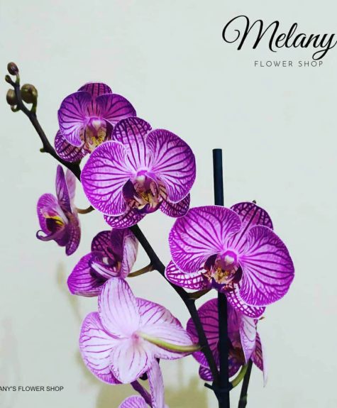 Leon my - arreglo floral de orquideas