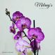 Leon my - arreglo floral de orquideas