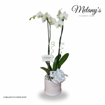 Orquidea blancas